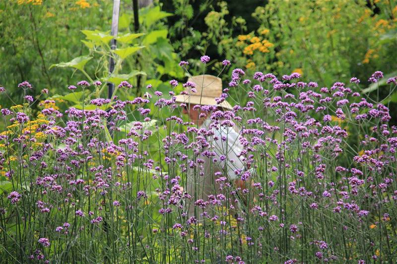 The gardener with straw hat walks behind the growing plants in the garden in the summer in England, stock photo