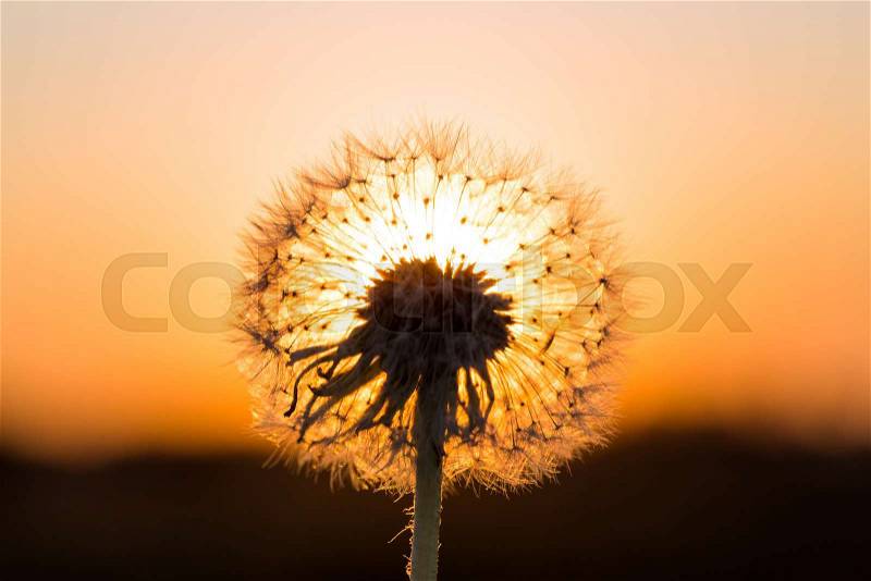 Dandelions in meadow at a red sunset, stock photo
