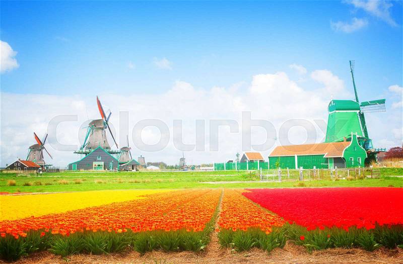 Dutch windmills over tulip flower fields in sunny day, Holland, retro toned, stock photo