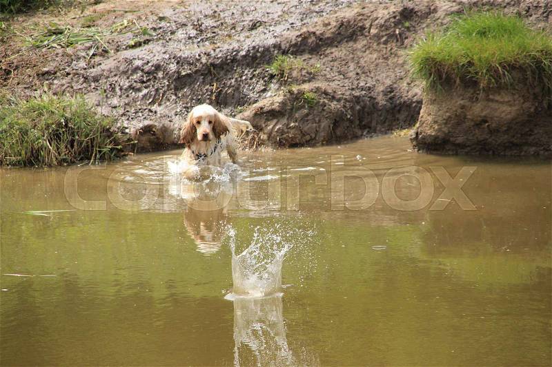 Splashing water and the wet dog, spaniel, goes into in the pool of water in the park in the summer in Holland, stock photo