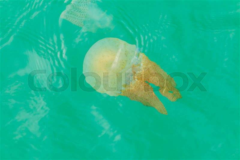 Sea jellyfish floating in the sea of Thailand, stock photo