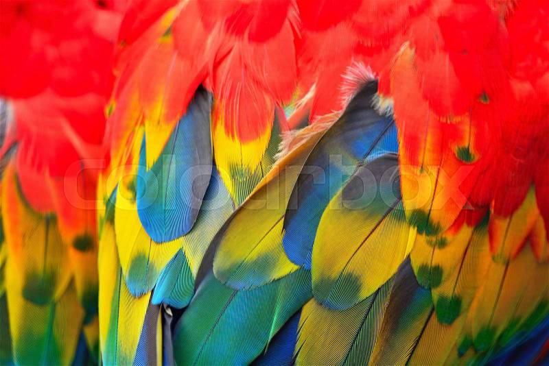 Beautiful bird feathers, Scarlet Macaw feathers pattern background, stock photo