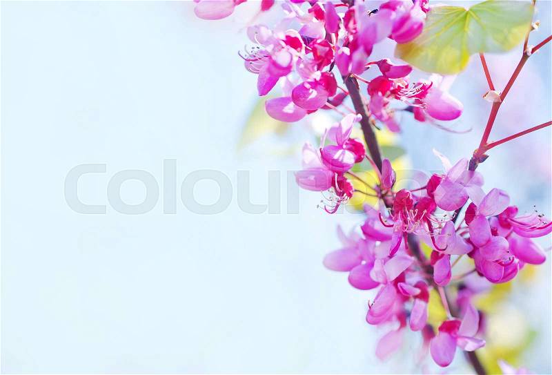 Pink flowers in spring garden, nature backgroud, stock photo