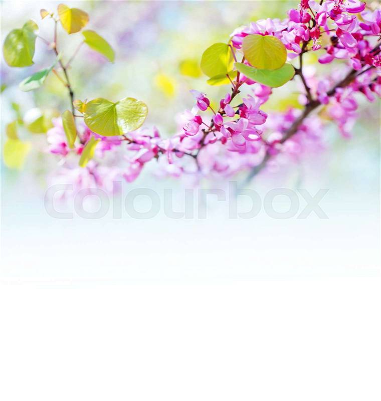 Pink flowers in spring garden, nature backgroud, stock photo