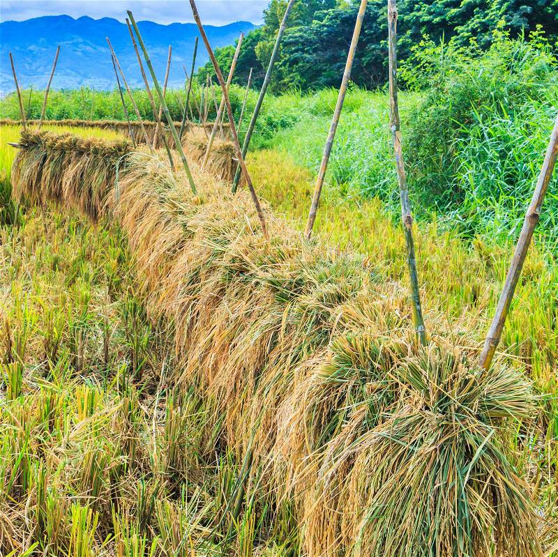 Rice harvested in village Inlay Myanmar, stock photo