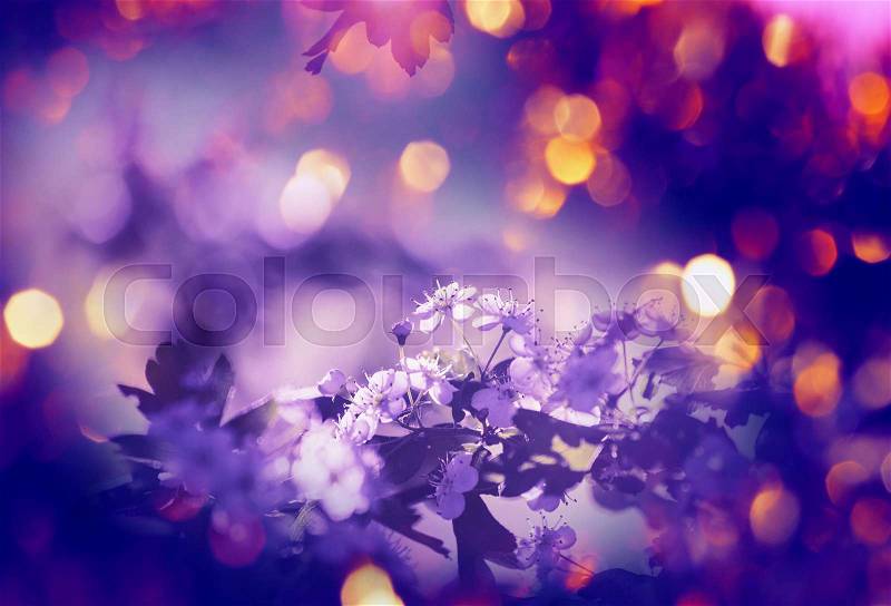 Spring blossoming tree, stock photo