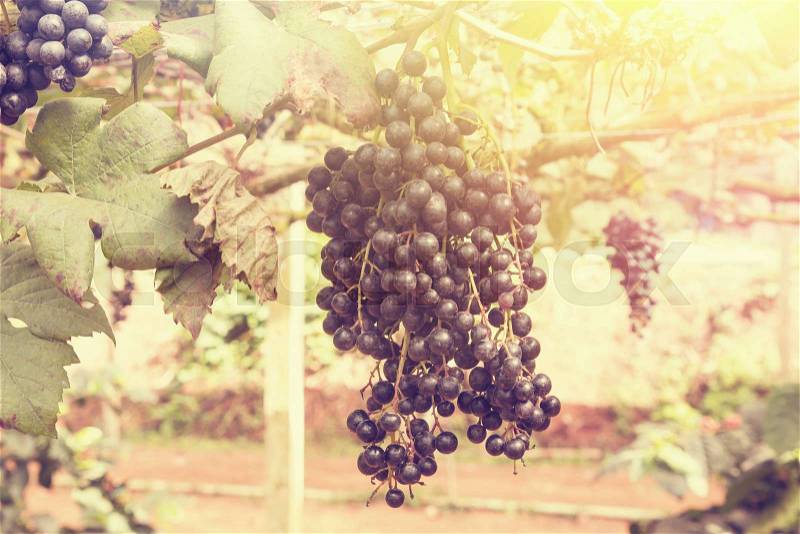 Grape , retro filter effect style pictures, stock photo