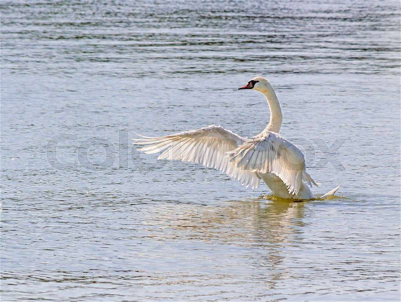 A swans flaps its wings before takeoff from the water, stock photo
