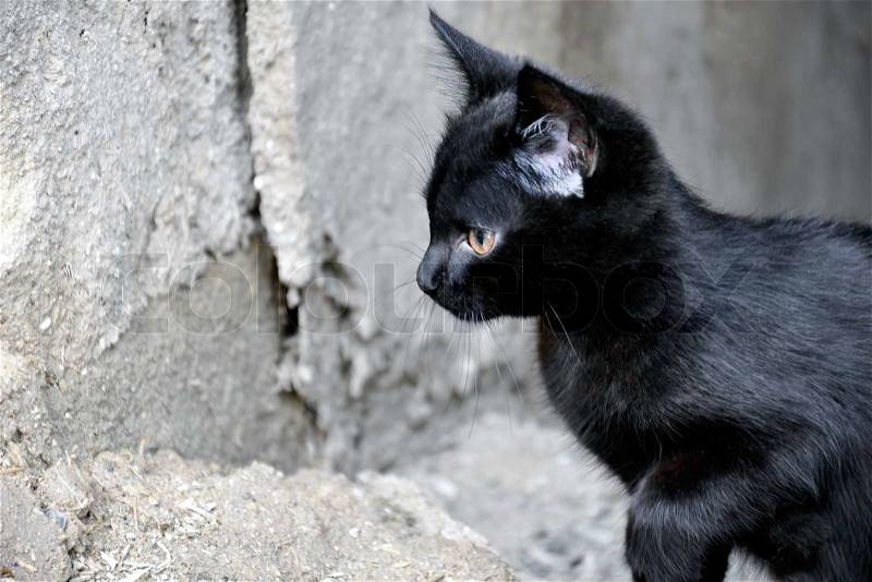The little black kitten preparing to jump, stock photo