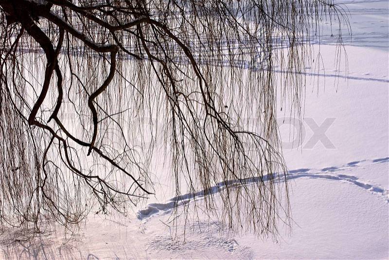 Aphyllous willow branches hang over the snow-covered ice frozen river, stock photo