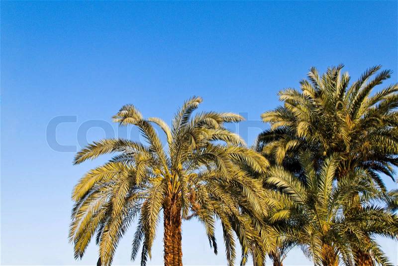 Green palm trees against a blue sky in Egypt, stock photo