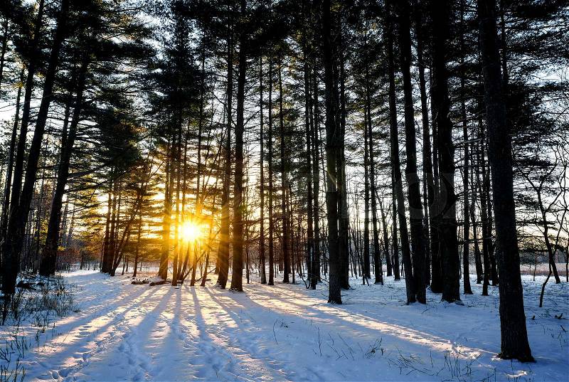 A snowy winter sunrise scene in a pine forest. , stock photo