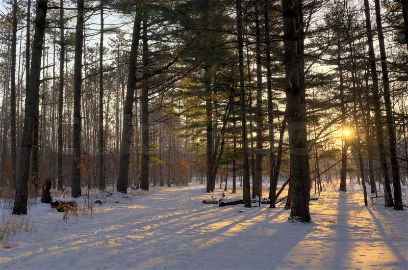 A snowy winter sunrise scene in a pine forest. , stock photo