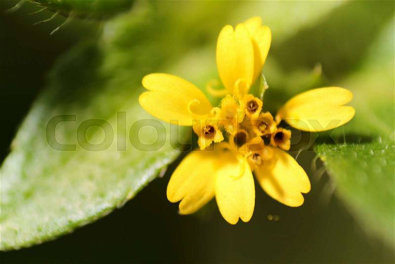 Close-up extreme macro little flower soft focus details nature background, stock photo