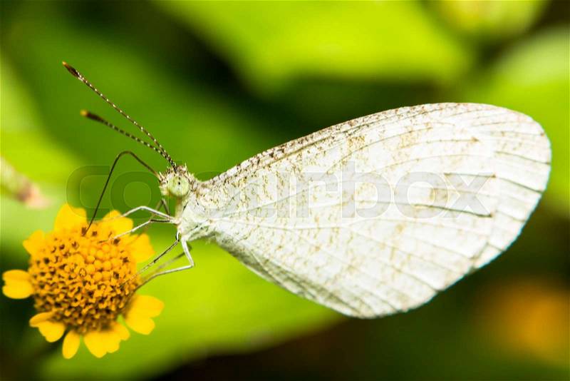 Extra soft focus butterfly macro on green leaf, stock photo