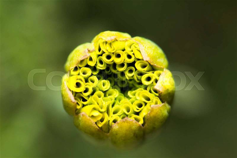 Extra close-up soft focus flower skin macro in garden, stock photo