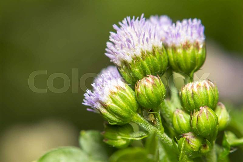 Close-up extreme macro little flower soft focus details nature background, stock photo