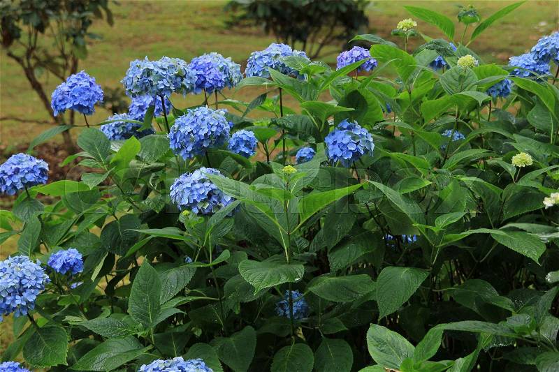 Roses of the blue blooming hydrangea in Exbury Garden in the summer in England, stock photo