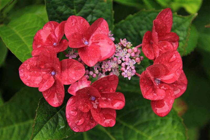 Close-up from the wet red hydrangea in Exbury Garden in the summer in England, stock photo