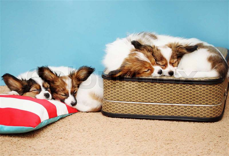 Four puppies sleeping on a pillow and a suitcase, stock photo