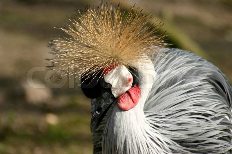 Stock image of \'balearica regulorum gibbericeps, gray crowned crane, feather\'