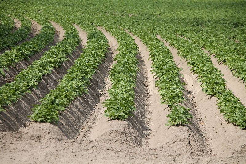 Land of growing plants of patatoes in line in the summer on the countryside in Zuidland in Holland, stock photo