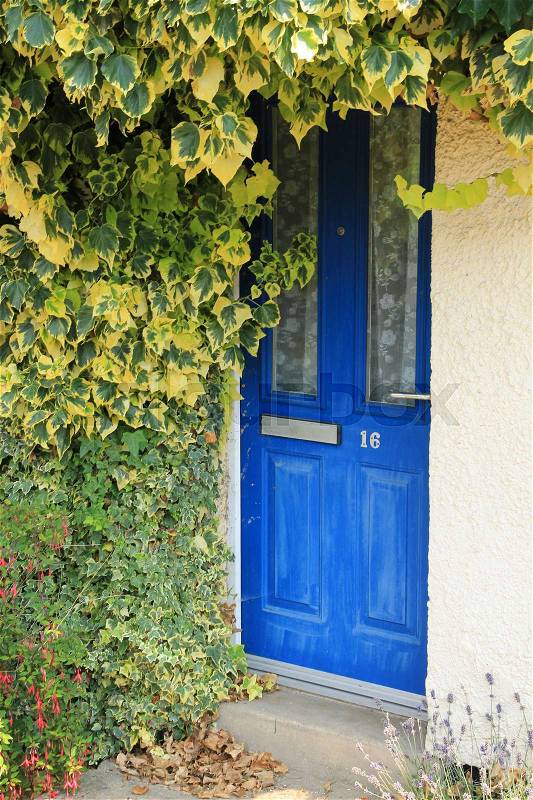 The blue front door with blooming ivy in the summer in England, stock photo