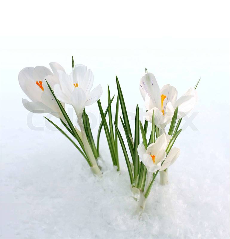 Stock image of \'snow, flower, spring\'
