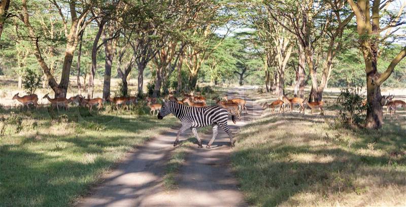Antelopes and zebras on a background of road. Safari in Africa, stock photo