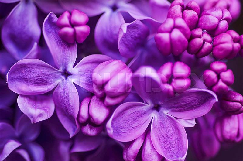 Macro image of spring lilac violet flowers, abstract soft floral background, stock photo