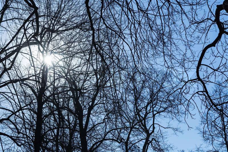 Shining sun with lens flare in bare trees silhouettes, natural background blue toned photo, stock photo