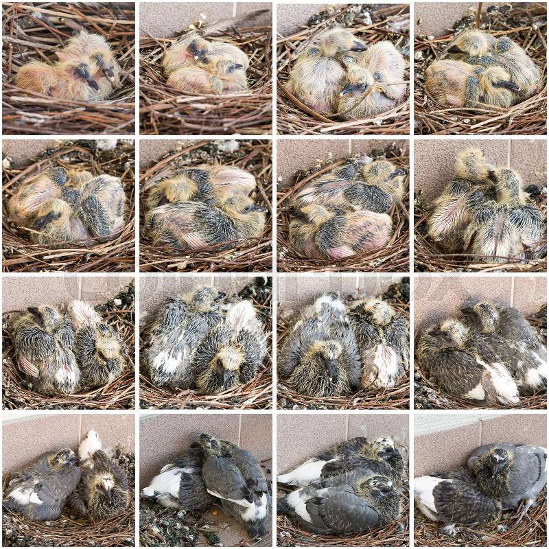 Stages of growth of chicks pigeons from birth to 2 weeks, stock photo