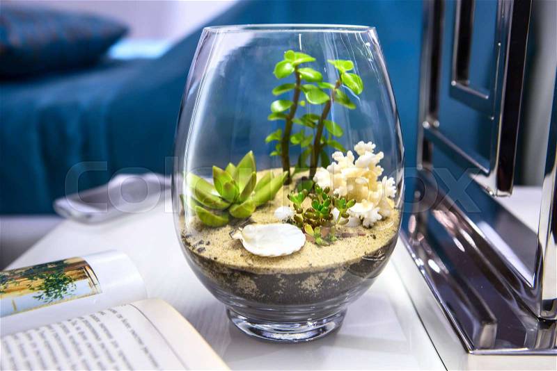 Succulents in a vase in the interior, stock photo