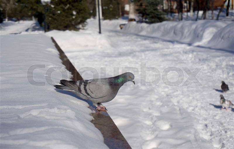 Wild dove gray winter, stock photo