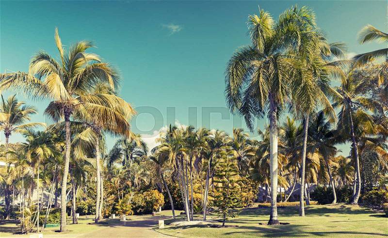 Coconut palm trees over blue sky background, toned photo with filter effect , stock photo