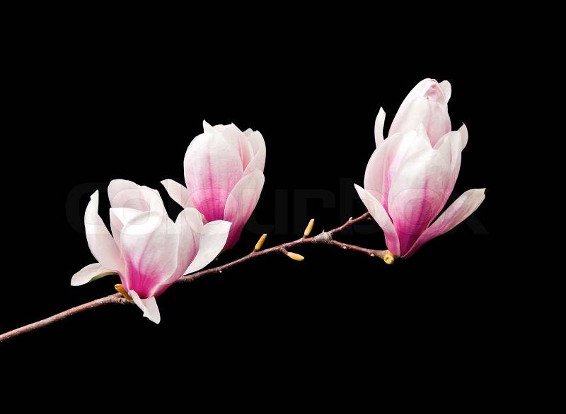 Pink magnolia flowers isolated on black background, stock photo