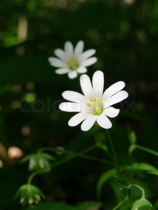 Two white flowers on dark forest, stock photo