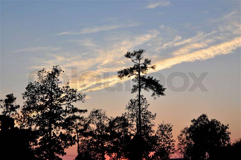 The Silhouette of Tree while Sun Down, stock photo