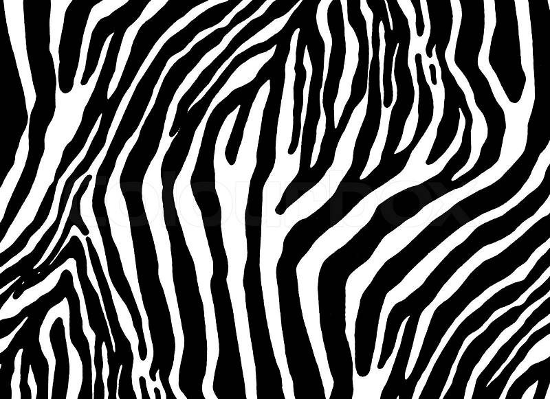 Zebra as texture, stock photo