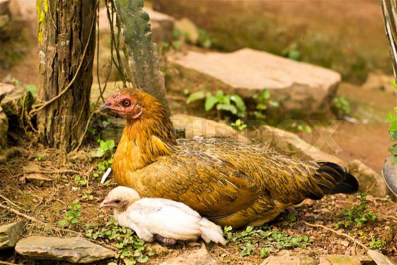 Mother Hen and Chicks, poultry, stock photo