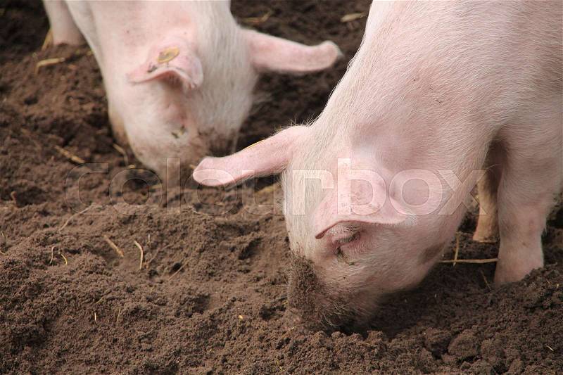 Two piglets rooting with the snout in the ground on the children\'s farm in Holland in spring, stock photo