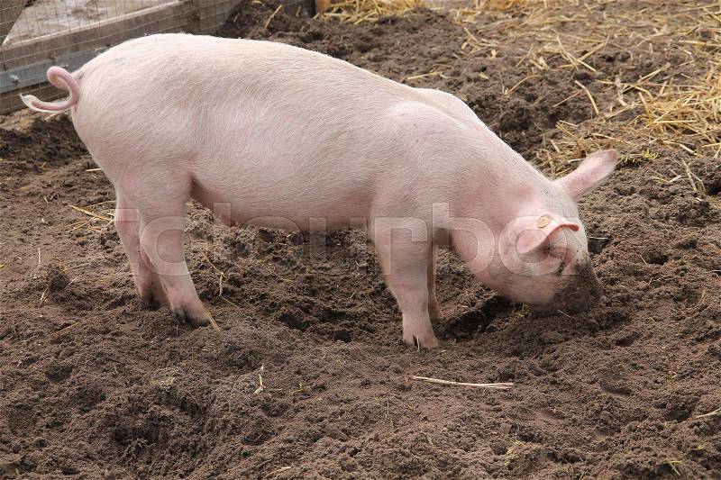 Piglet rooting with the snout in the ground on the children\'s farm in spring in Holland, stock photo