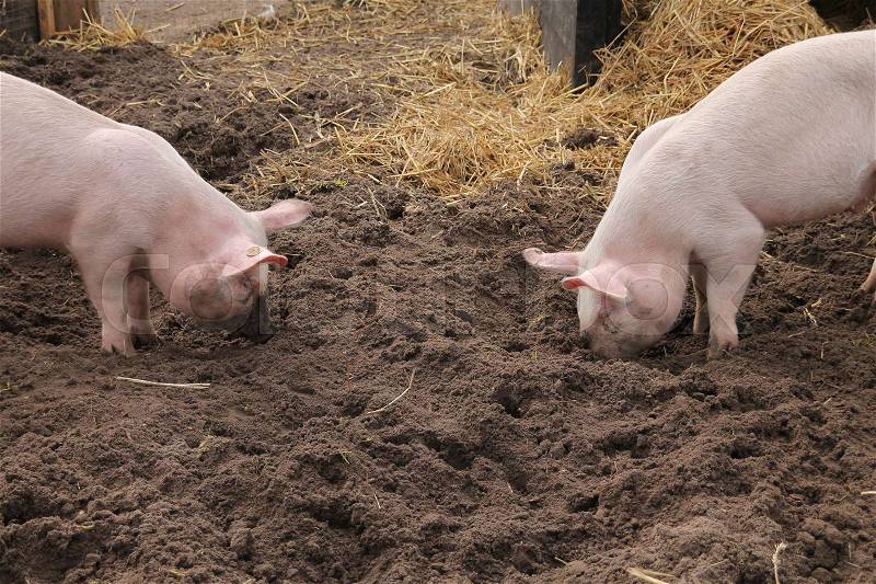 Two piglets rooting with the snout in the ground on the children\'s farm in spring in Holland, stock photo