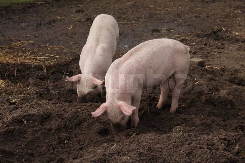 Two piglets rooting with the snout in the ground on the children's farm in spring in Holland, stock photo