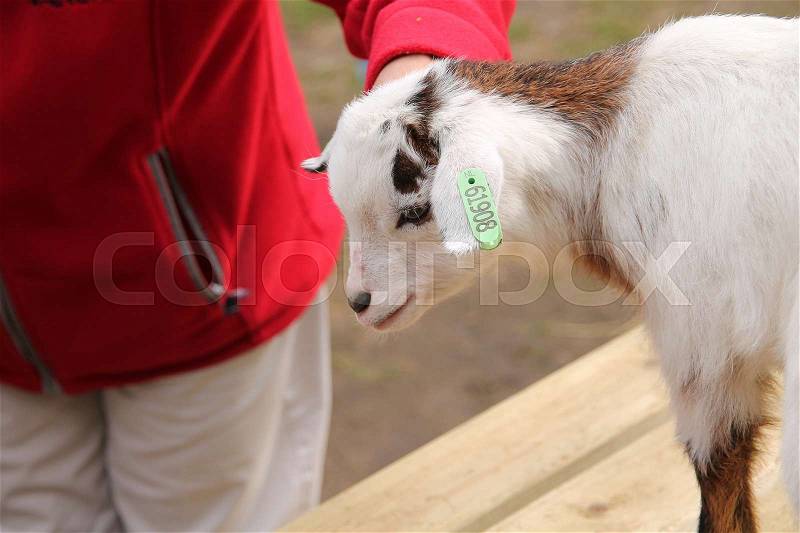 The hand of the lady with the red sweater caress the young goat on the table on the children\'s farm in spring in Holland, stock photo