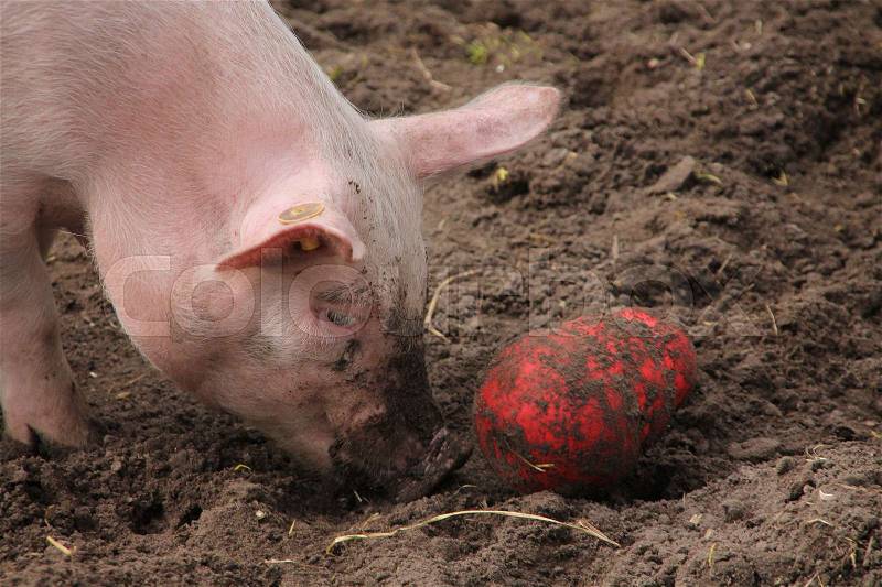 The piglet gets food through the red object on the ground on children\'s farm in spring in Holland, stock photo
