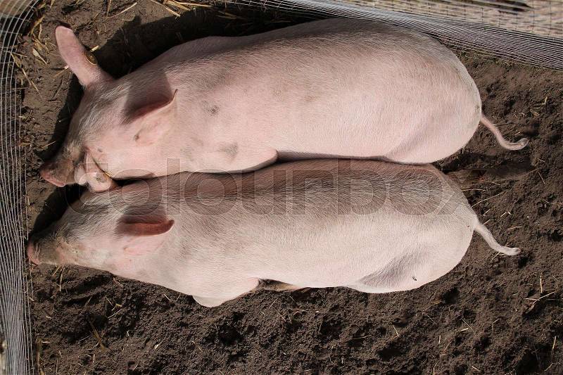 Two slumbering piglets on the ground on the children\'s farm in spring in Holland, stock photo