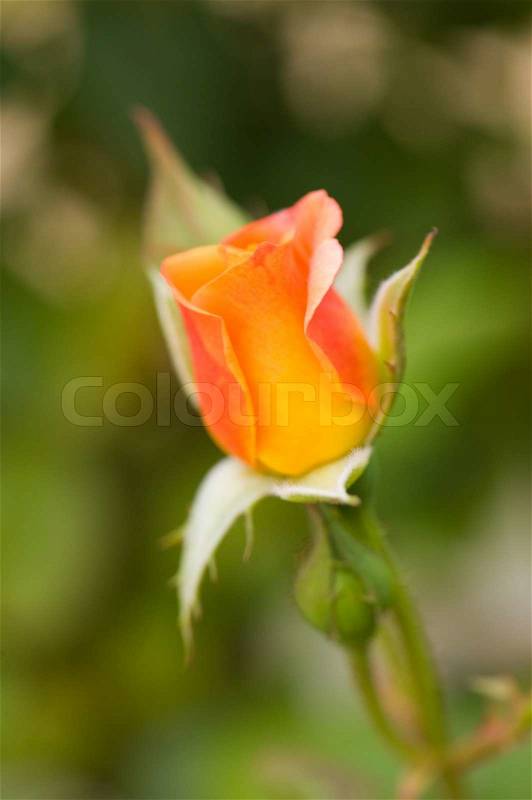 Beautiful orange rose on the natural background.Shallow focus, stock photo