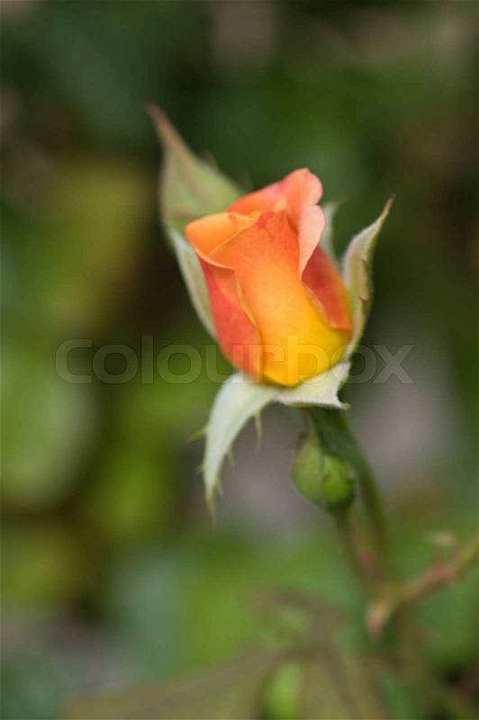 Beautiful orange rose on the natural background.Shallow focus, stock photo