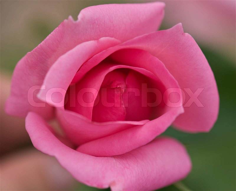 Beautiful pink rose on the natural background.Shallow focus, stock photo